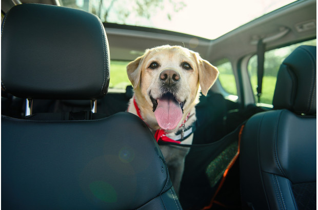 Transportar mascotas con seguridad en el coche: Guía para automovilistas responsables